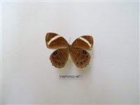 藏品(玉帶黛眼蝶)的圖片